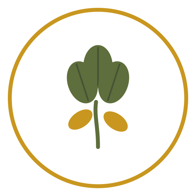 Recogida de pistacho